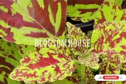 BLOSSOM HOUSE ● Coleus Online Shopping | Cheap prices●