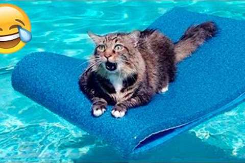 Funny Animal Videos 2022 😂 - Best Dogs And Cats Videos 😺😍 #23