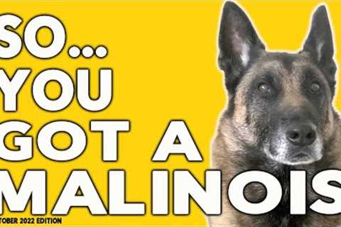 So You Got a Malinois - Tips, Tricks and Dog Training Advice for Belgian Malinois
