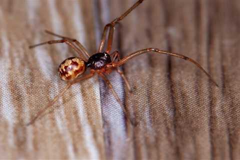 8 Pests You Really Want in Your Home