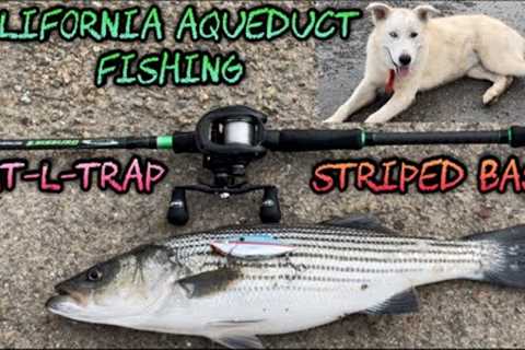 California Aqueduct Fishing 2022 - Rat-L-Trap = STRIPED BASS ACTION!