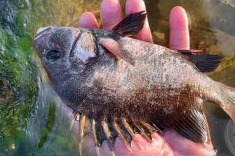 Fisherman catches fish and octopus on the beach. Coastal foraging. Catching seafood.