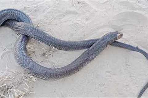 Found snake Cobra snake || snake video || king cobra snake || #kingcobra #snake  #shorts