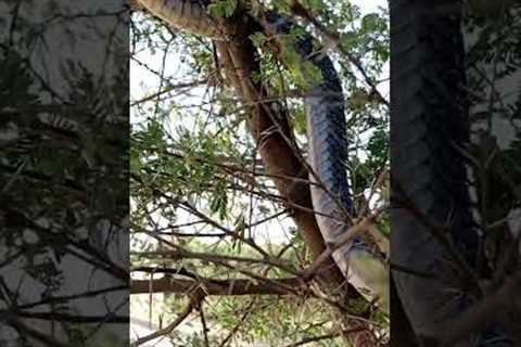 Biggest snake in world || snake || #snake #snakelife #snakeheadhunting #kingcobra