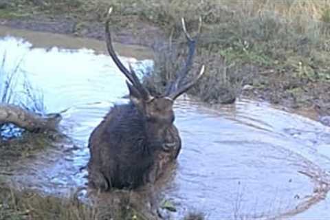 Sambar Deer Game Camera footage