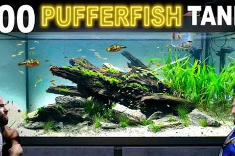 Building 100 Pufferfish Aquarium: EPIC 330L Aquascape Tutorial
