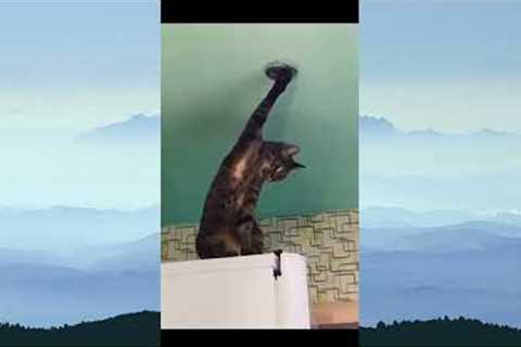 Funny animals - Funny cats / dogs - Funny animal videos / Best videos