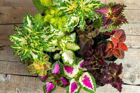 How to Grow and Care for Coleus