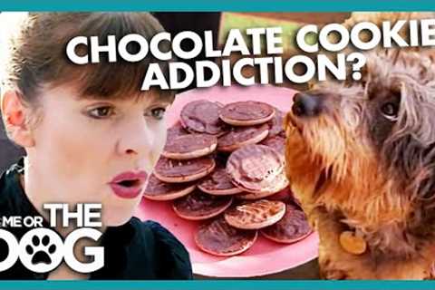 The Consequences of Constantly Over-feeding Your Dog | It's Me or the Dog