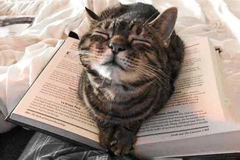 Funny animals - Funny dogs /cats - Funny animal videos 2022 #MC51