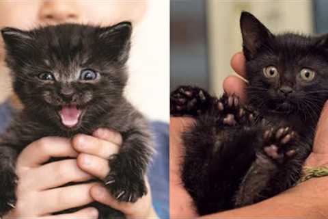 Cat Videos - Funny Cats and Kitten😽 Try Not To Laugh 😂 | Tiktok