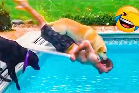 Funniest Kittens - Cute Funny Dog and Cat Videos - Part 32