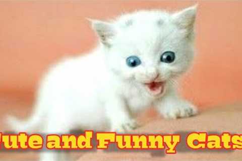 Funny Cats and Kittens Meowing Compilation