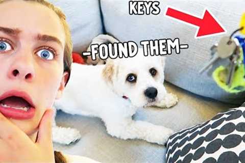 TEACH YOUR DOG TO FIND YOUR KEYS (EASY) w/Sockie from The Norris Nuts