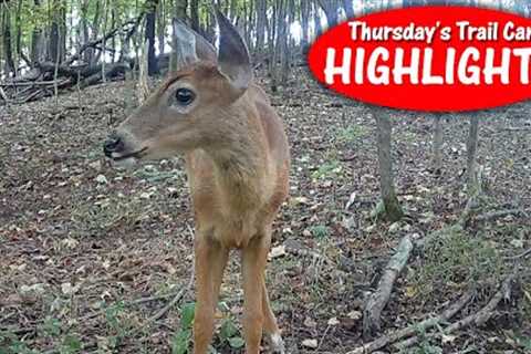 A Spooky Spike, Curious Button Buck, and Gathering Possum: Thursday's Trail Cam Highlights 10.6.22