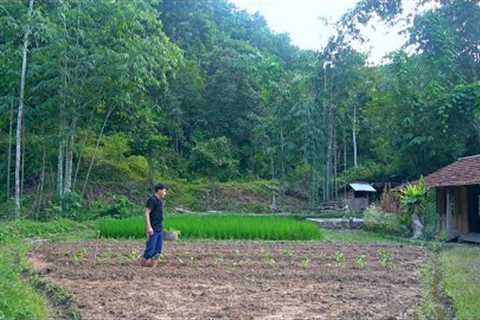 Grow a lot of vegetables and tomatoes, Go find the best food for wild boar - Forest life | Ep.232