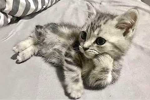 Funniest Cats And Dogs Videos 😺😍#71
