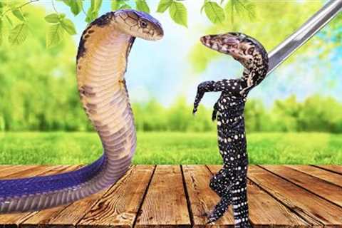 Feeding Exotic Lizards To Our King Cobras