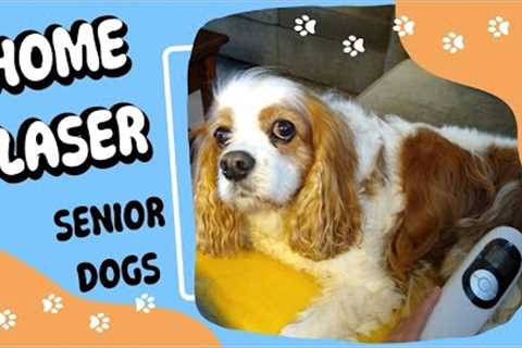 How to Use a Cold Laser at Home for a Senior Dog | Laser Therapy for Senior Dogs