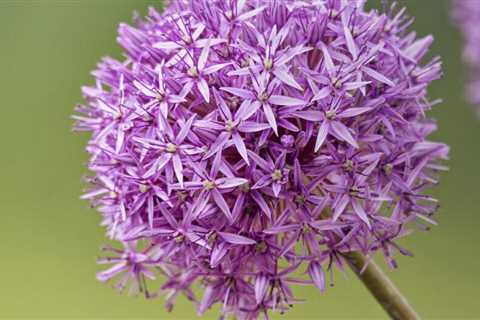 10 Plants that Look Like Dr. Seuss Created