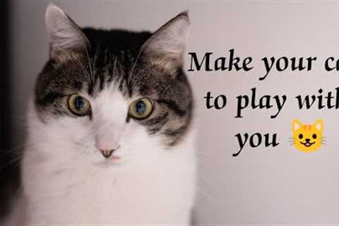 Make your cat to play with you|cat funny video|how to train a cat|make your cat attract😺