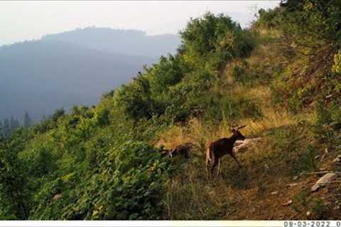 Trail Camera Video Oct 7, 2022
