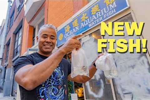 Buying New Fish from a Famous Fish Store