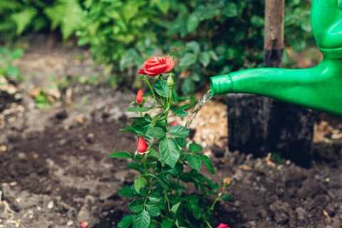 Tips to Plant Roses in Your Garden
