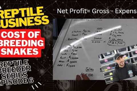 Cost of Breeding Snakes- Profit, Loss, Gross Pay.  Reptile Breeder Series Episode #6