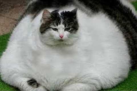Funny Cats And Dogs Videos 😺😍 #31