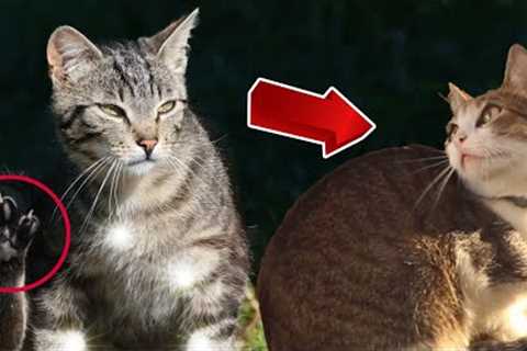 Cute Cat videos | Best Funny Cats and Kittens videos