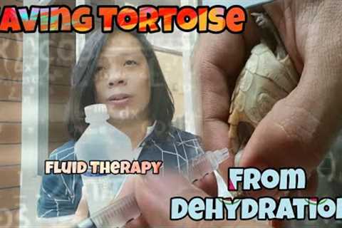 Giving Fluid Therapy to Sulcata Tortoise! subcutaneous injection!