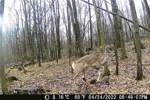 Michigan Trail Cameras: April 4, 2022 - May 2, 2022 (Camera 2)