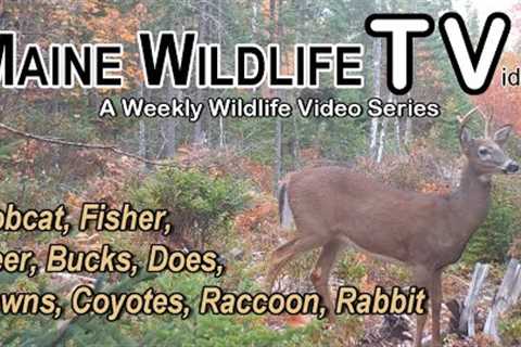 Bobcat/Fisher/Deer/Bucks/Doe/Fawn/Coyotes/Raccoon/Rabbit/Maine Wildlife, Trail Cam