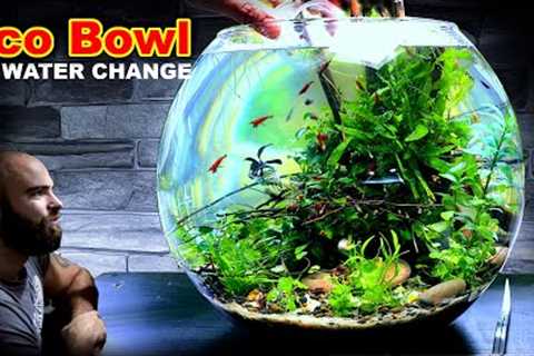 ECO BOWL AQUARIUM: NO WATER CHANGE Aquascape Tutorial