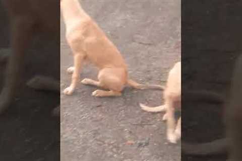 Puppies Friendship😱 #shorts