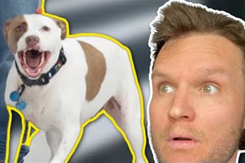 THE HARNESS CREATED A DOG TRAINING NIGHTMARE!
