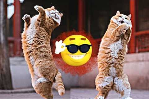 Cat Videos - Funniest Kitten😽 Compilation 😂 (Funny on tiktok)
