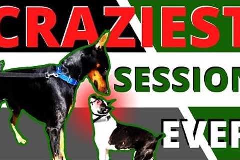 Is your dog a manic? See huge improvements in 1 session.