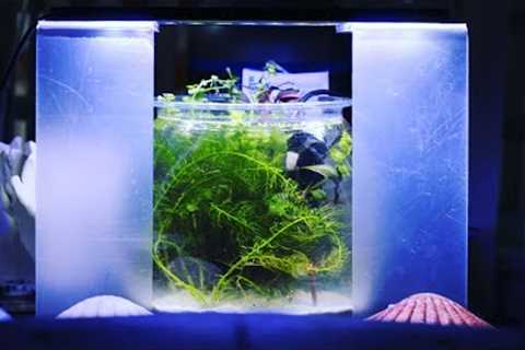 Weekly aquarium maintenance for my fish tanks