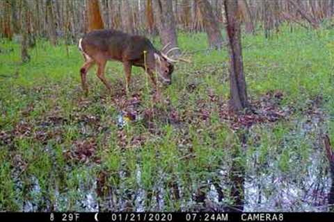 Trail Cam Video Cam 1, Public Land Swamp, South Louisiana 2020