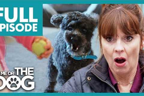 Dog LUNGES And BARKS At Baby Constantly | Full Episode | It's Me or the Dog