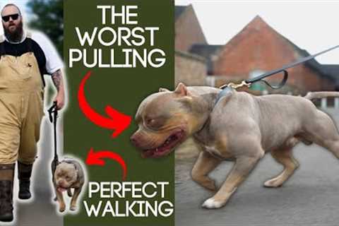 Best Tip To Stop Your Dog Pulling On The Leash