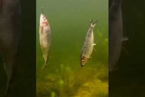 2 fat herrings fall into the lake 😲 #shorts #new #fishing