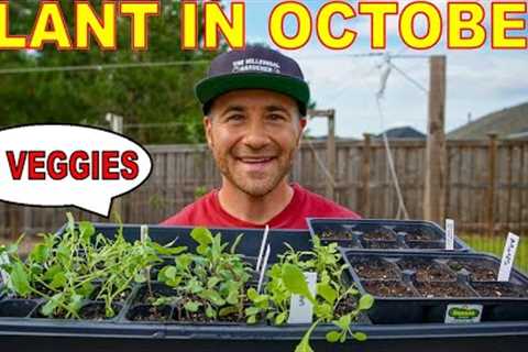 15 Veggies You Can STILL Plant In October For A Beautiful Fall Garden