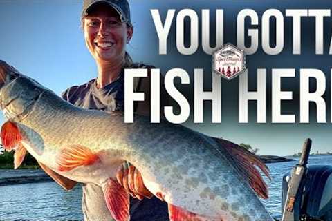 Muskie Fishing Lake of the Woods (Tamarack Island)