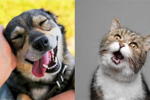 Compilation of funny dogs and cats videos | Funny video of puppies and kittens #P22