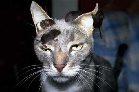 FUNNY CAT MEMES COMPILATION OF 2022 PART 59