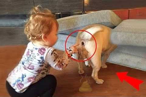 Funniest Kittens - Cute Funny Dog and Cat Videos - Part 34