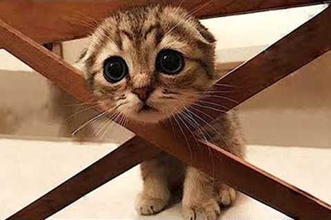 Funny Cats And Dogs Videos 😺😍 #33